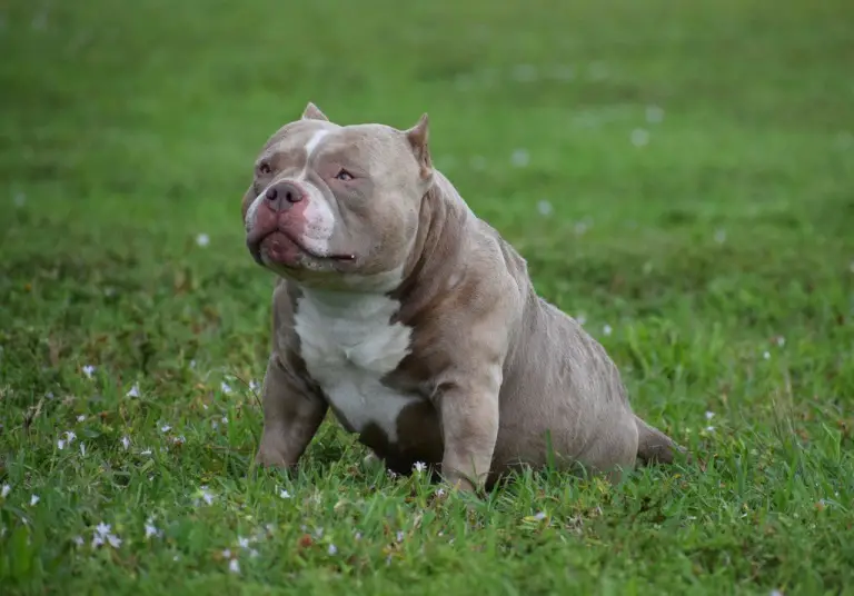 Exotic Bully [2022 Dog Breed] American Micro Pocket Bullies Pitbull Puppy