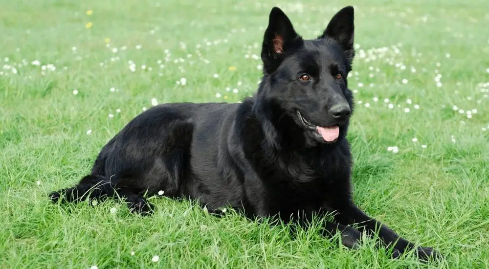 Black German Shepherd [2023 Breed] Pure All Black GSD Dog & Puppies