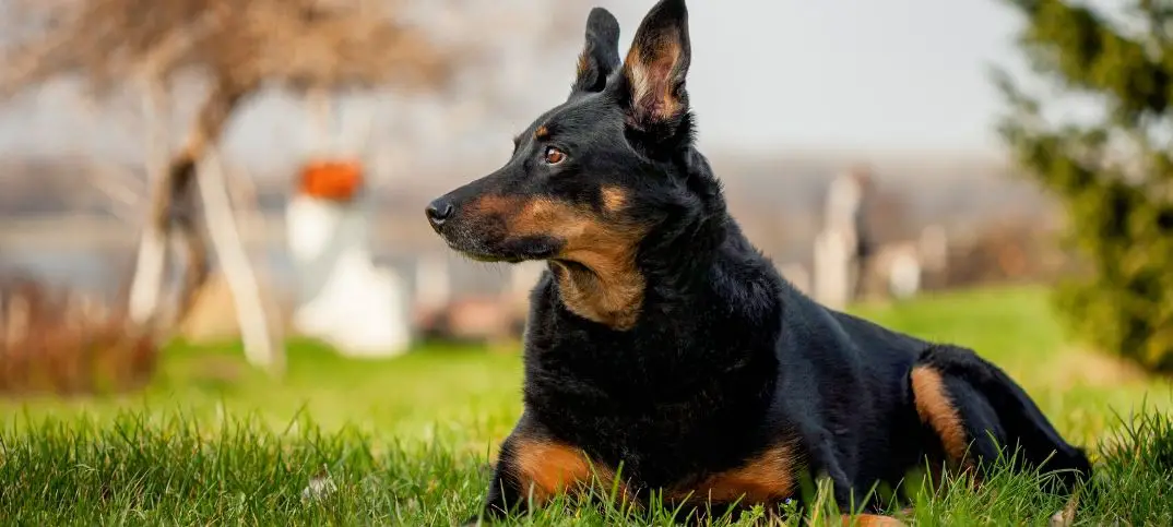 German Shepherd Doberman Mix 2021 Hybrid Cross Breed Puppy Dog