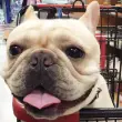 Does Lowes Allow Dogs