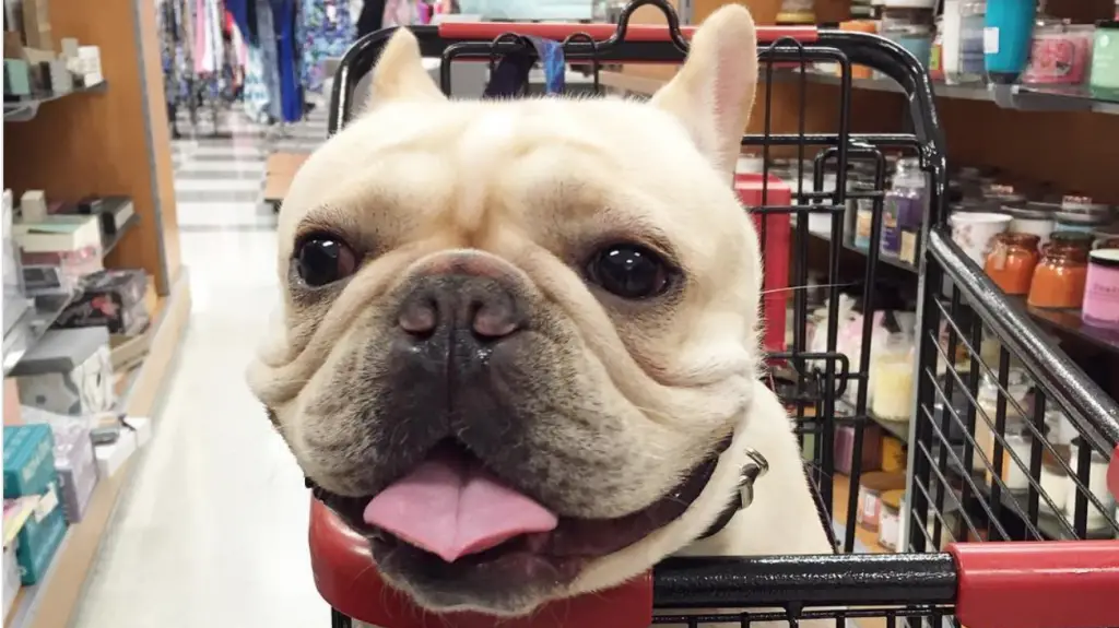 Does Lowe’s Allow Dogs In 2022? (Pet Policy Explained)