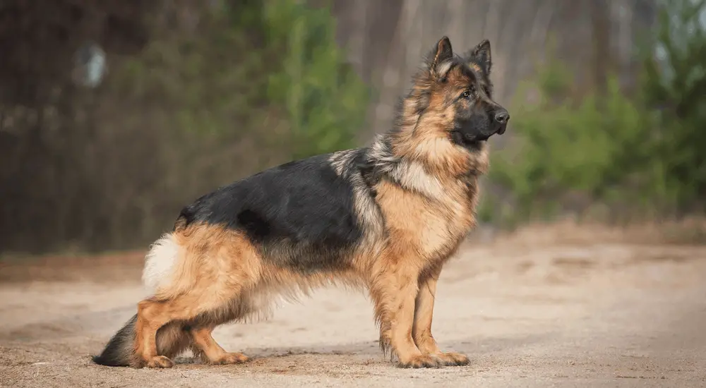 Is There A Smaller German Shepherd