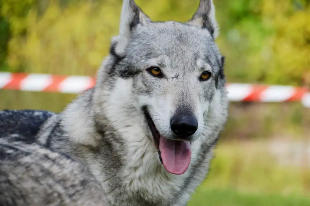German Shepherd Wolf Mix 2022 Guide Hybrid Cross Breed Wolfdog