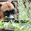 Are Hostas Poisonous to Dogs