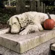 How Long Does It Take For A Buried Dog To Decompose