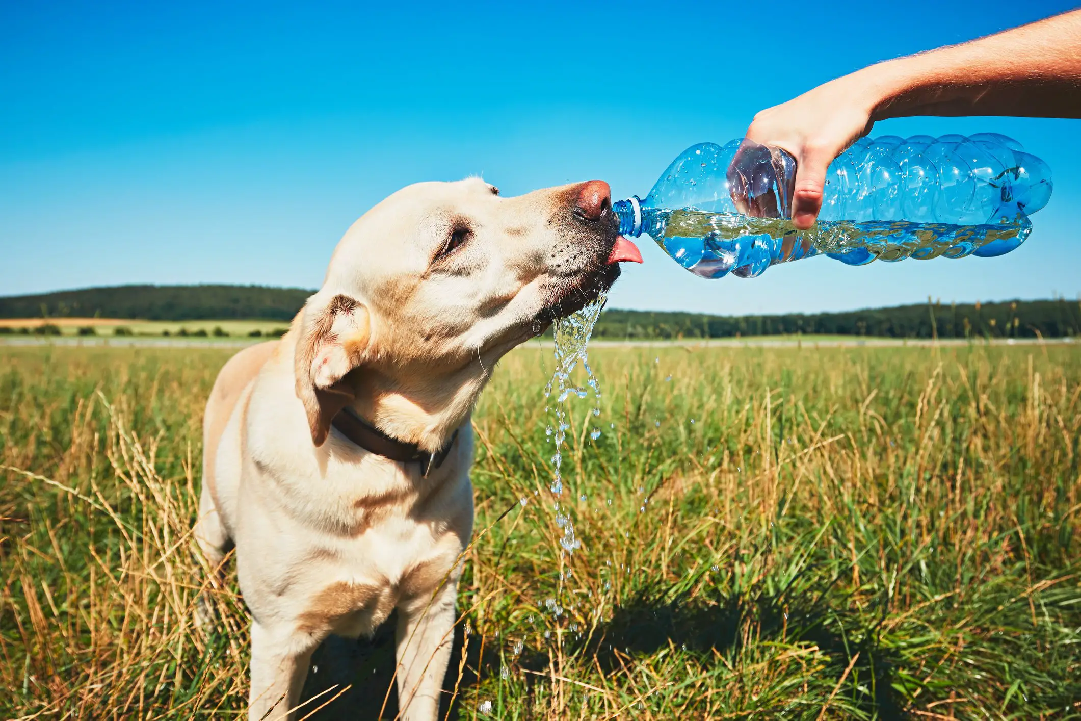 Dog Drinks Water Too Fast 2023 How To Slow Down Puppy Drinking